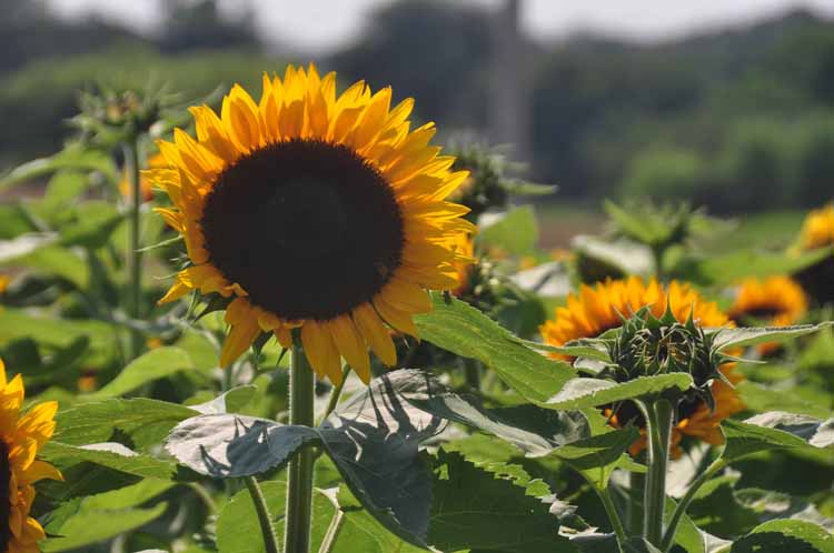 sunflower closeup